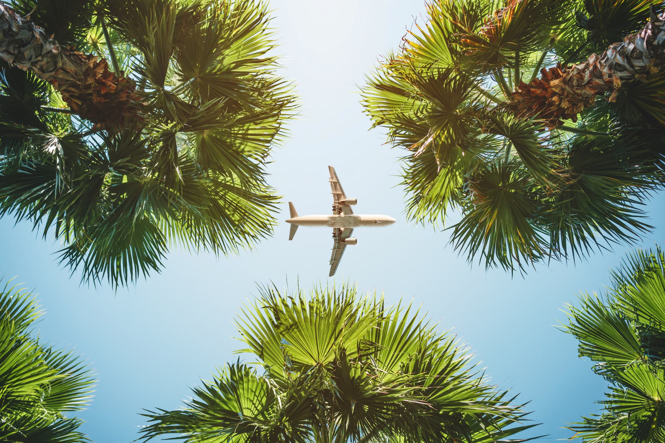 An aircraft passing overhead, framed by palm fronds against a blue sky