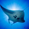 Big Isalnd of Hawaii Manta Ray snorkel