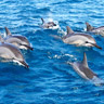 Dolphin snorkel tour to Lanai